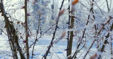 白雪覆盖的树木，雪中干燥的芦苇，明亮的阳光随着雪飘落，雪花从树上飘落。