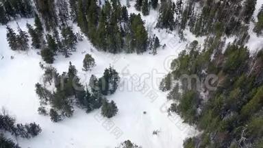 林中滑雪者骑行的俯视图。 录像。 晴天在针叶林狭窄的小路上进行极限滑雪