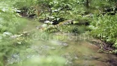 森林溪流流经树枝和绿色植被。 库存录像。 浅溪流淌在绿油油的水中