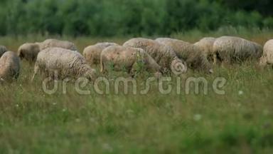许多羊在野外放牧，一群母羊吃青草，夏天<strong>天气晴朗</strong>
