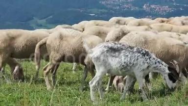 在意大利阿尔卑斯山的草地上放牧的绵羊和山羊。 山区自然环境
