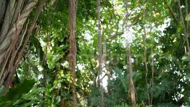 鸟在榕树上筑巢。 明亮的蕨类鸟窝在榕树上生长着大绿叶。 各种热带植物