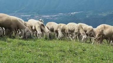 在意大利阿尔卑斯山的草地上放牧的绵羊和山羊。 山区自然环境