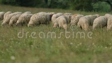 许多羊在野外放牧，一群母羊吃青草，夏天天气晴朗