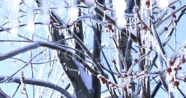 融化冰柱和落下闪亮的水滴在明亮的冰冻景观上。 枫树，树枝上挂着晶莹的冰柱。