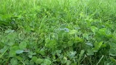 在草地上移动的绿草和树叶的滑动镜头。 美草特写滑动视频拍摄..