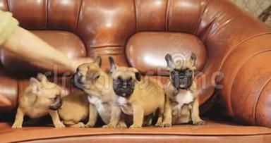 女人想把小狗坐在沙发上。 一群年轻的法国斗牛犬小狗小狗坐在红色沙发上