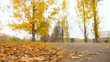 公园路。 秋天的黄色树叶。 慢动作。 摄像机向前移动。 高清高清