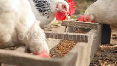农村的鸡在饲料中吃粮食