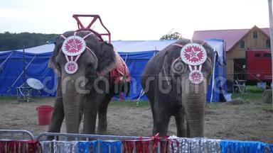 <strong>两头</strong>马戏团的大象在县集市上吃干草
