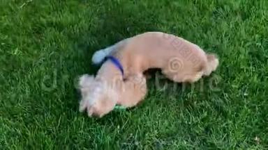 快乐的小狗在草地上滚动