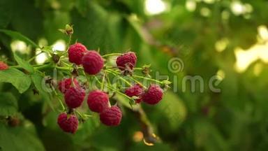 树莓的一支，成熟的浆果在田野里随风摇曳，日光下树莓的一支，