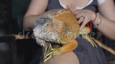 特写镜头。 澳大利亚长胡子龙宠物蜥蜴热身躺在她的腿上