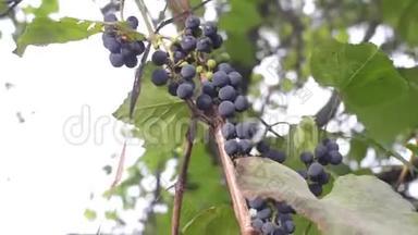 一<strong>串串</strong>多汁的葡萄挂在葡萄园里。