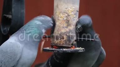鸽子从小鸟种子喂食器喂食。