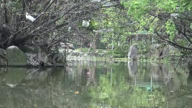 一群白鸟，白鹭，加尔泽塔，在湖树上筑巢