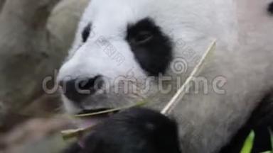 熊猫熊一边吃着咀嚼的竹子一边特写视频.. 熊猫熊头脸特写