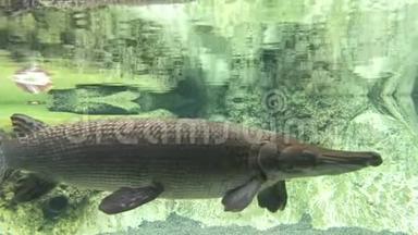 鳄鱼在一个清澈的水族馆里。 捕食者鳄鱼在清澈的水里