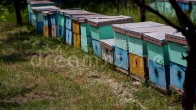 高清蜜蜂在田里蜂箱周围飞来飞去