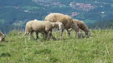 在<strong>意大利</strong>阿尔卑斯山的草地上放牧的绵羊和山羊。 <strong>山区</strong>自然环境