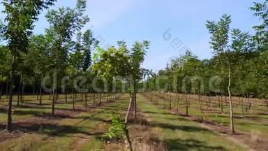 种植园的福斯特`独特的杂交坚果，旨在生产珍贵的木材，一排排年轻健康的坚果树