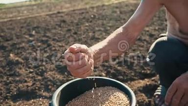 一个人`一只勤劳的手从水桶里拿起一只装满谷物的手掌，倒回去。 农民手中的粮食