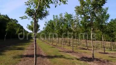 田野，福斯特独特`杂交坚果的种植园，旨在生产珍贵的木材，一排排健康的坚果树。