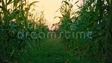 绿色玉米秸秆之间的宽阔过道，日落时的玉米地，主观摄像机，隐藏在玉米秸秆之间的种植园