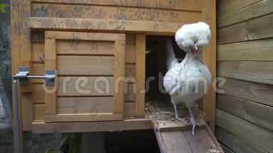 花园里有趣的荷兰白冠母鸡