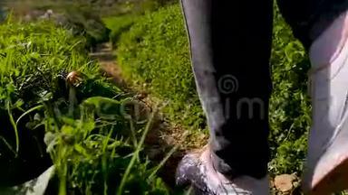 女腿特写，游客穿着运动鞋沿着森林中的一条狭窄的小路行走.. 继续旅程。 格林