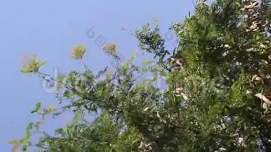 蜂蜜蝗虫树