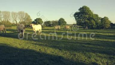 一小群白牛，公牛和小牛在吃草，在下午晚些时候在黄金时间。 以暖色调的时间推移。