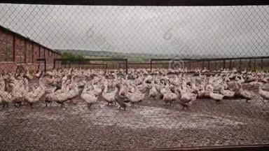 大鹅农场。 栅栏外有很多鹅。 家禽。