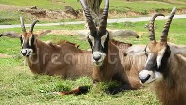 意大利庞比亚野生动物园-2018年7月7日：在野生动物园开车旅行。棕色山山羊，羚羊，不同种类