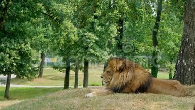 安全公园POMBIA，意大利-2018年7月7日：<strong>乘车</strong>前往安全动物园。 一只大狮子，长着一头粗鬃毛
