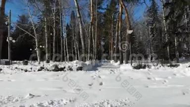 冬季森林，西伯利亚景观，松树，蓝天，雪