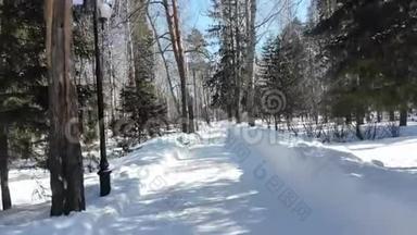 冬季森林，西伯利亚景观，松树，蓝天，雪