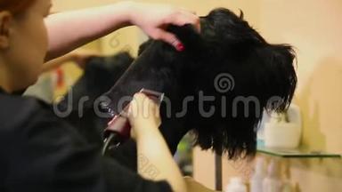 美容师的特写`他用电动剪刀在美容院为狗剪狗。 狗头