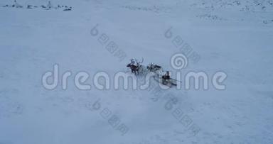 在北极，人们可以乘坐雪橇上的驯鹿前往蒙古包营地鸟瞰。
