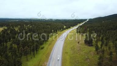 无人机飞过空旷的公路路中间美丽的野生绿树林山，白色的汽车沿着行驶。