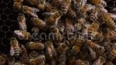 蜜蜂在蜂巢特写镜头