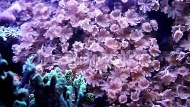 水族箱内软珊瑚绦虫