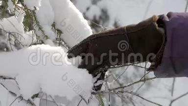 戴上冬暖的手套，抚摸着冷杉树枝上的毛茸茸的雪