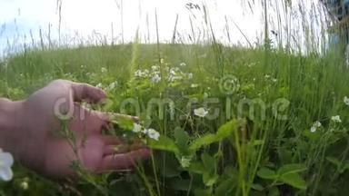 在大自然的田野里，人们手里拿着草。 园艺工人园丁在花园里<strong>撕扯</strong>着生活方式的草太阳绿