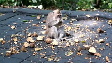 有趣的饥饿猴子吃水果。