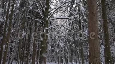 古老的高大树木，弯曲的树枝覆盖着厚厚的积雪