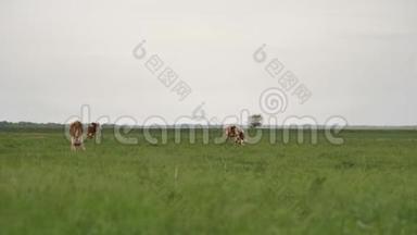 三只橙色的小牛在<strong>周</strong>围的<strong>绿色</strong>草坪上吃草，它们嚼着许多苍蝇