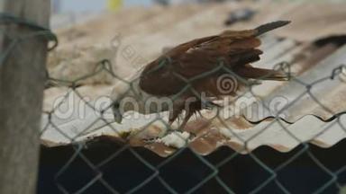 喂养棕色猎鹰，莫尔斯比村，巴布亚