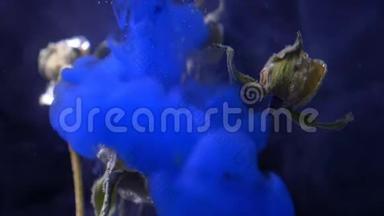 干玫瑰站在水下蓝色<strong>油漆油墨</strong>爆炸黑色背景。