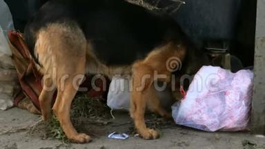流浪狗在垃圾桶里翻找食物。